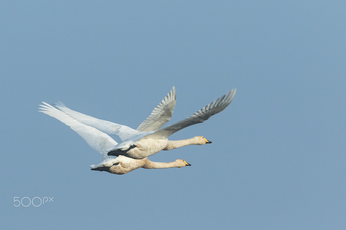 Canon EF 400mm F4 DO IS II USM sample photo. Whooper swans in the blue sky photography