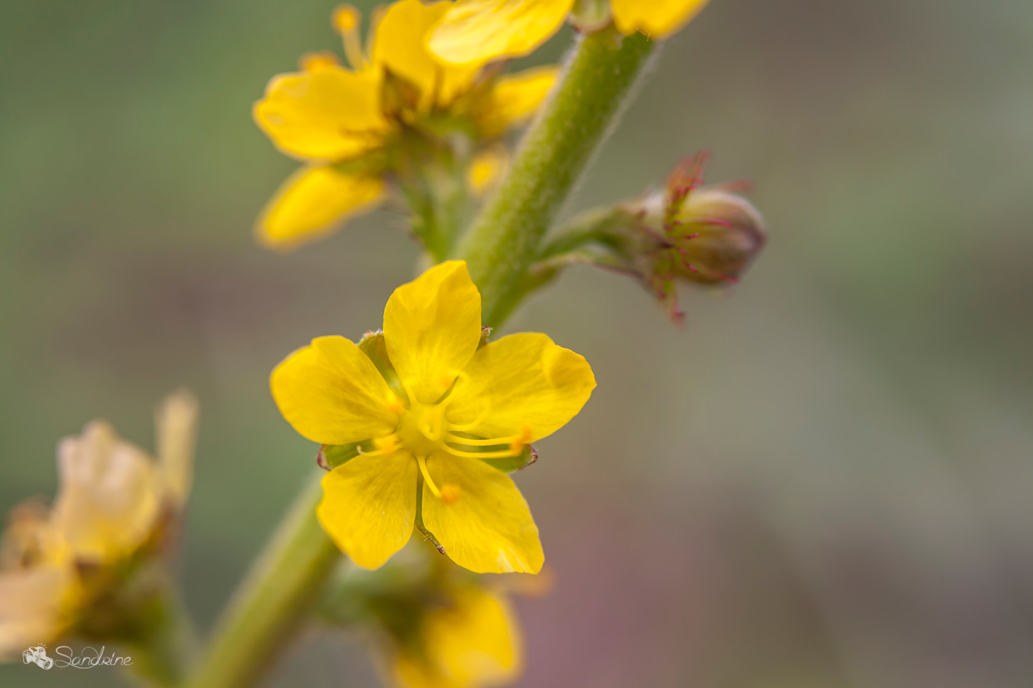 Canon EF 28-80mm f/3.5-5.6 sample photo. Fleurs jaunes photography