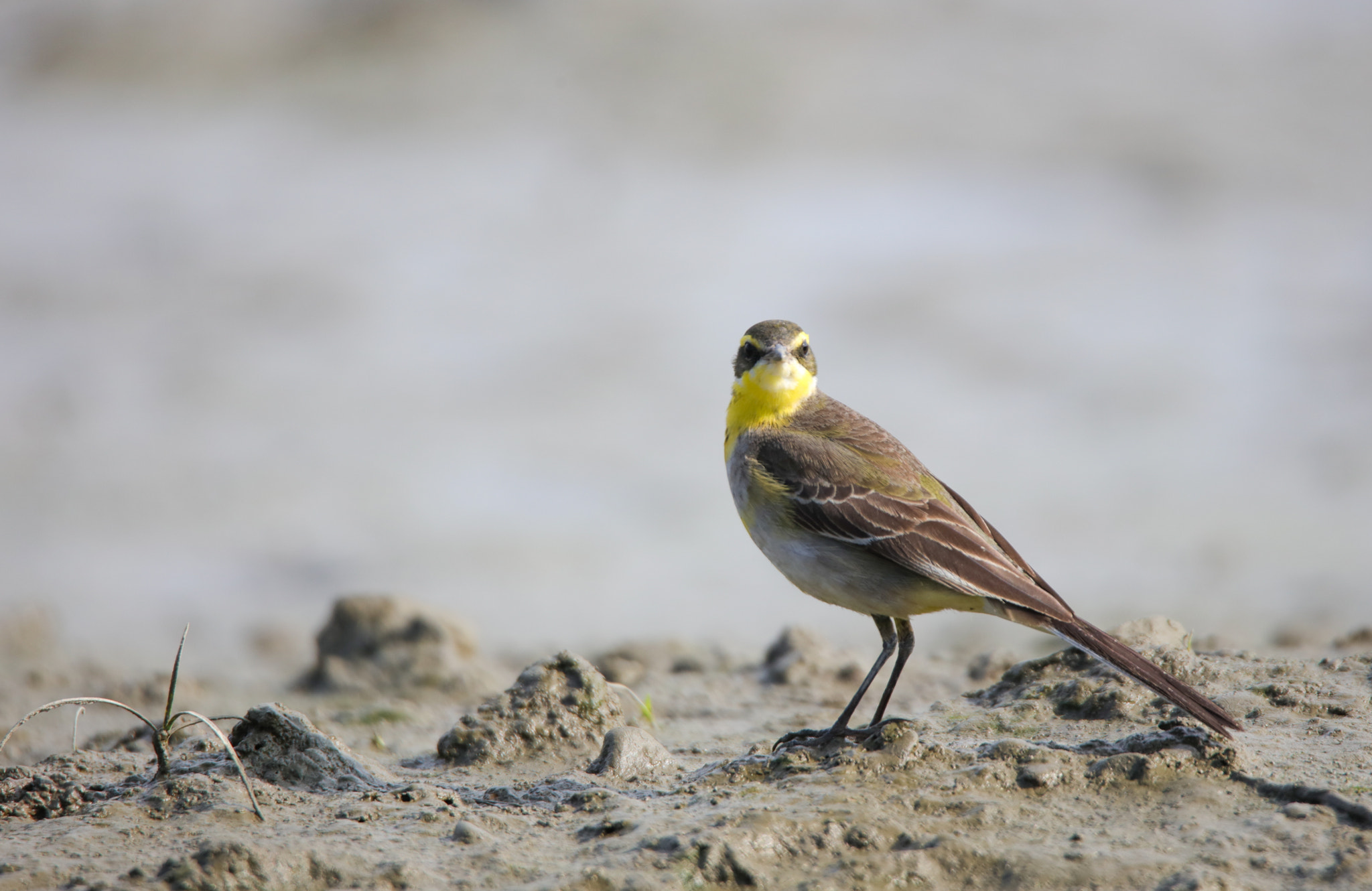Canon EOS 5DS + Tamron SP 150-600mm F5-6.3 Di VC USD sample photo. Grey wagtail photography
