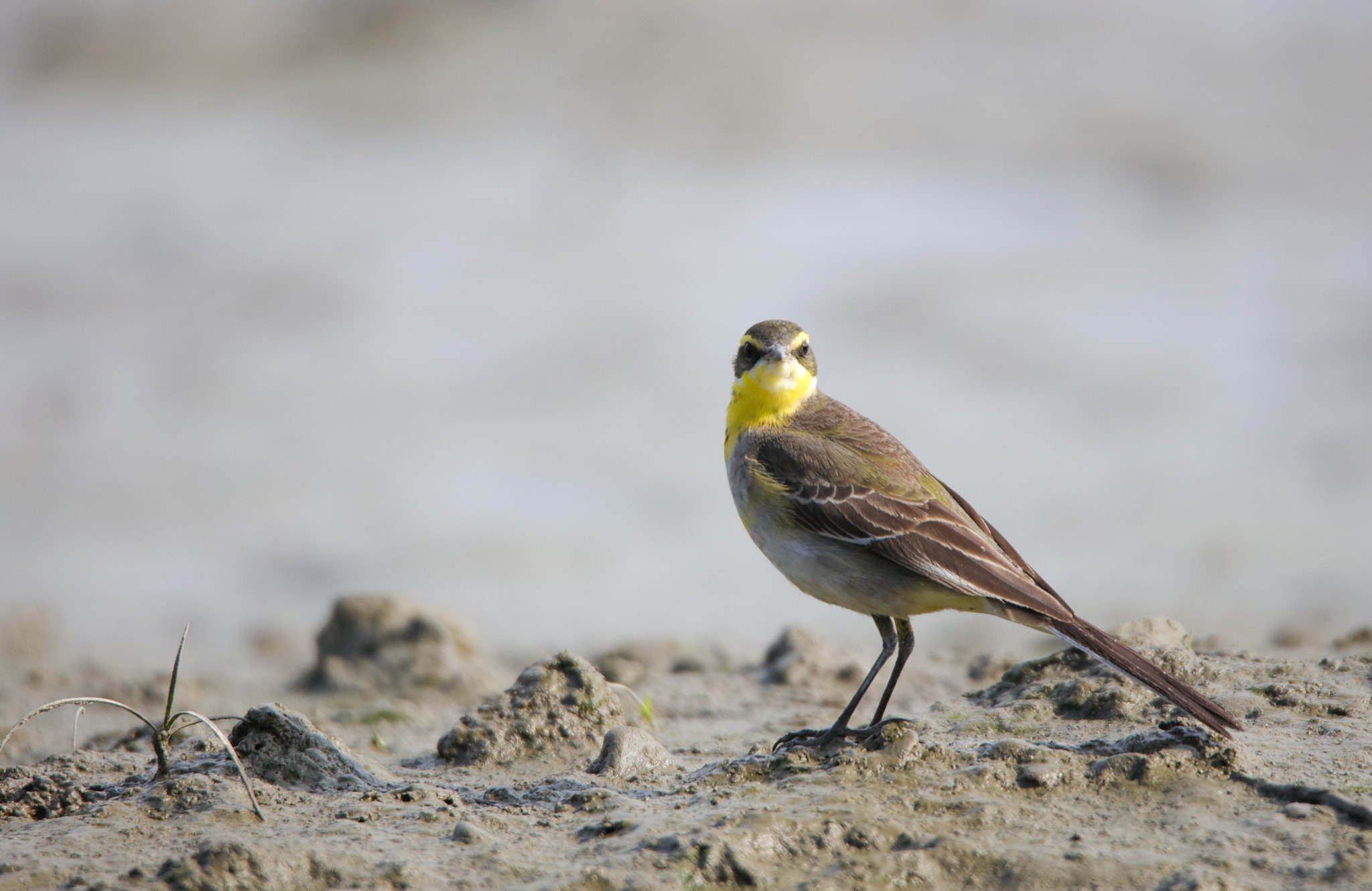 Tamron SP 150-600mm F5-6.3 Di VC USD sample photo. Grey wagtail photography