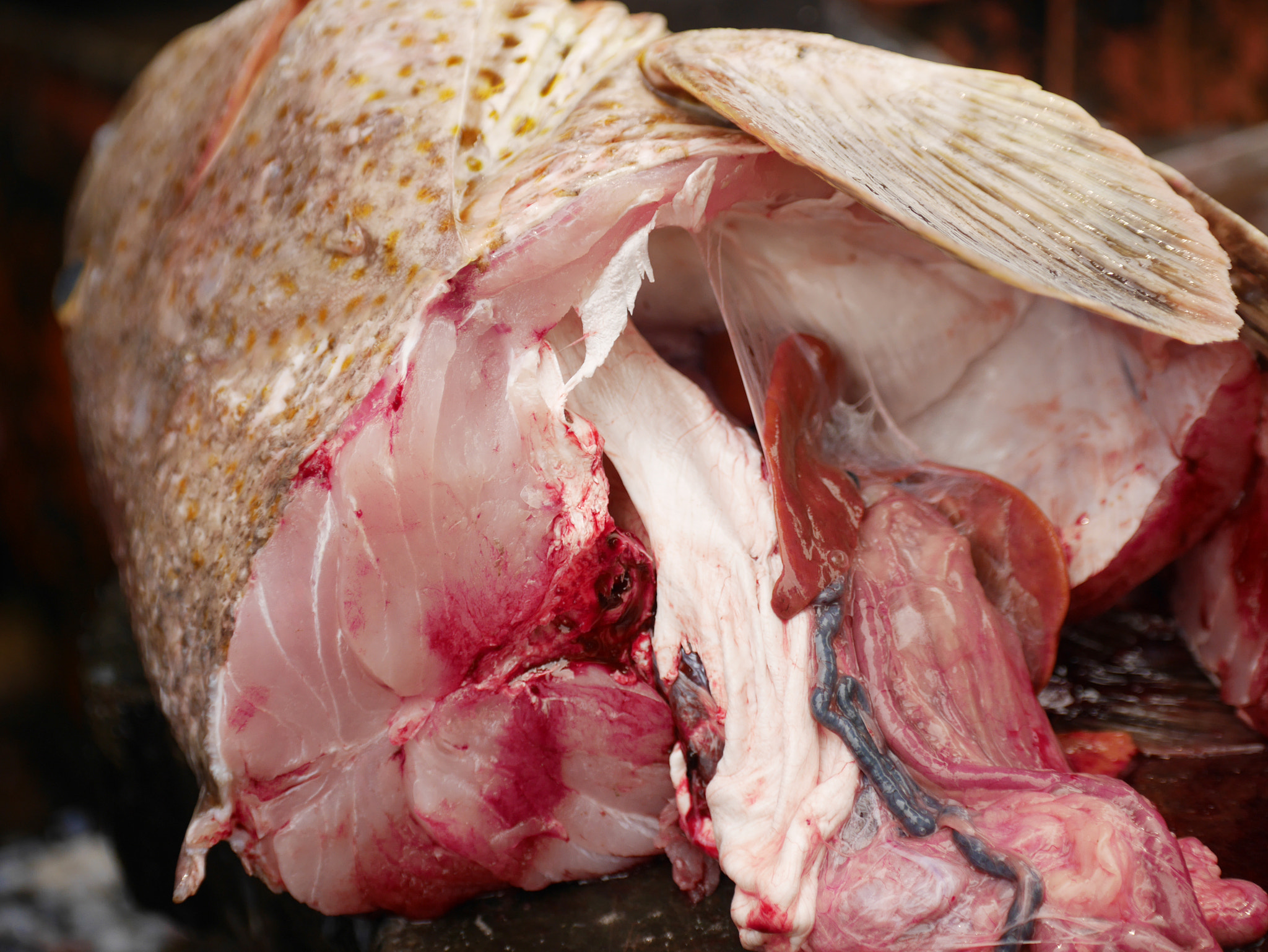 Panasonic Lumix G X Vario 35-100mm F2.8 OIS sample photo. Fish head photography