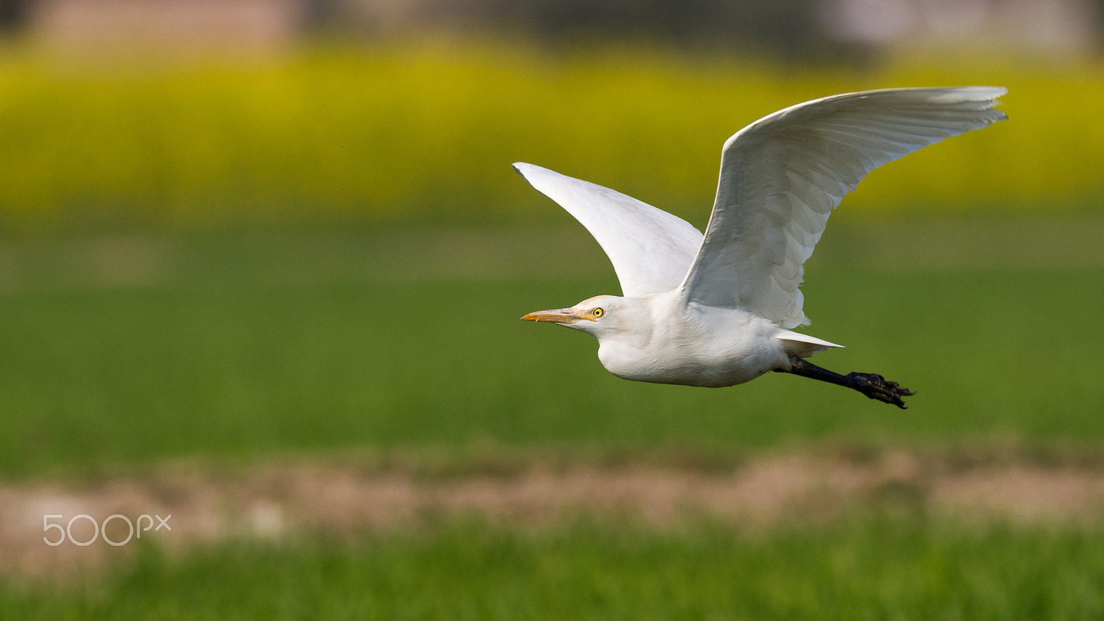 Canon EOS-1D Mark IV + Canon EF 400mm F5.6L USM sample photo. Cattle egret photography