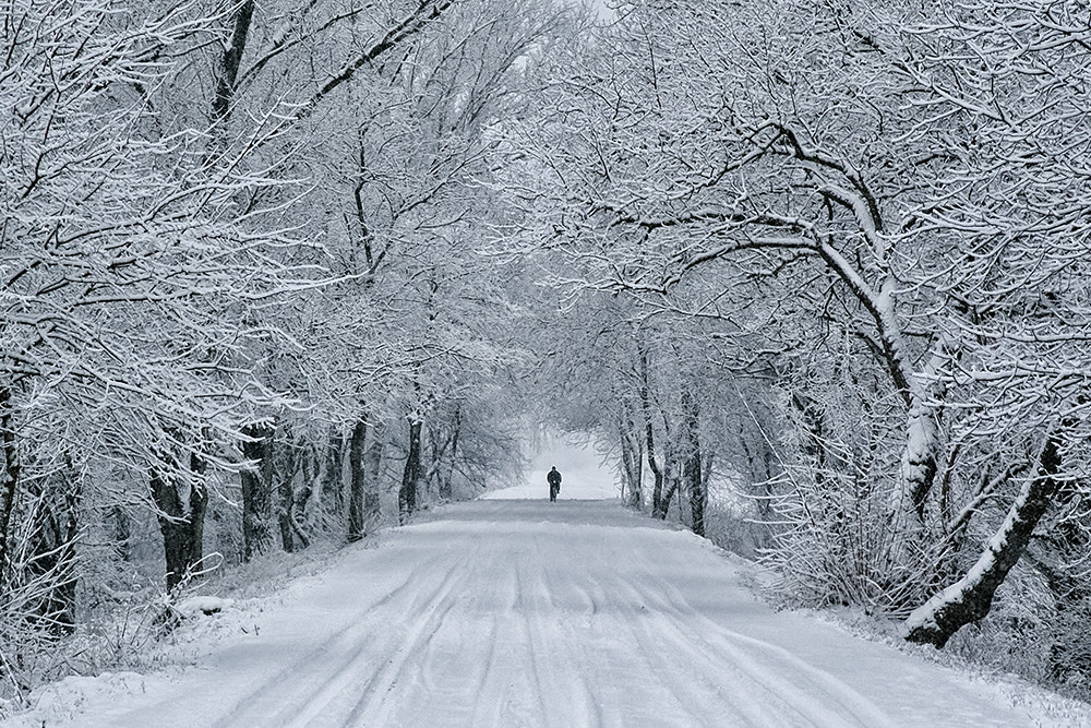 Sony Alpha DSLR-A230 sample photo. Winter photography