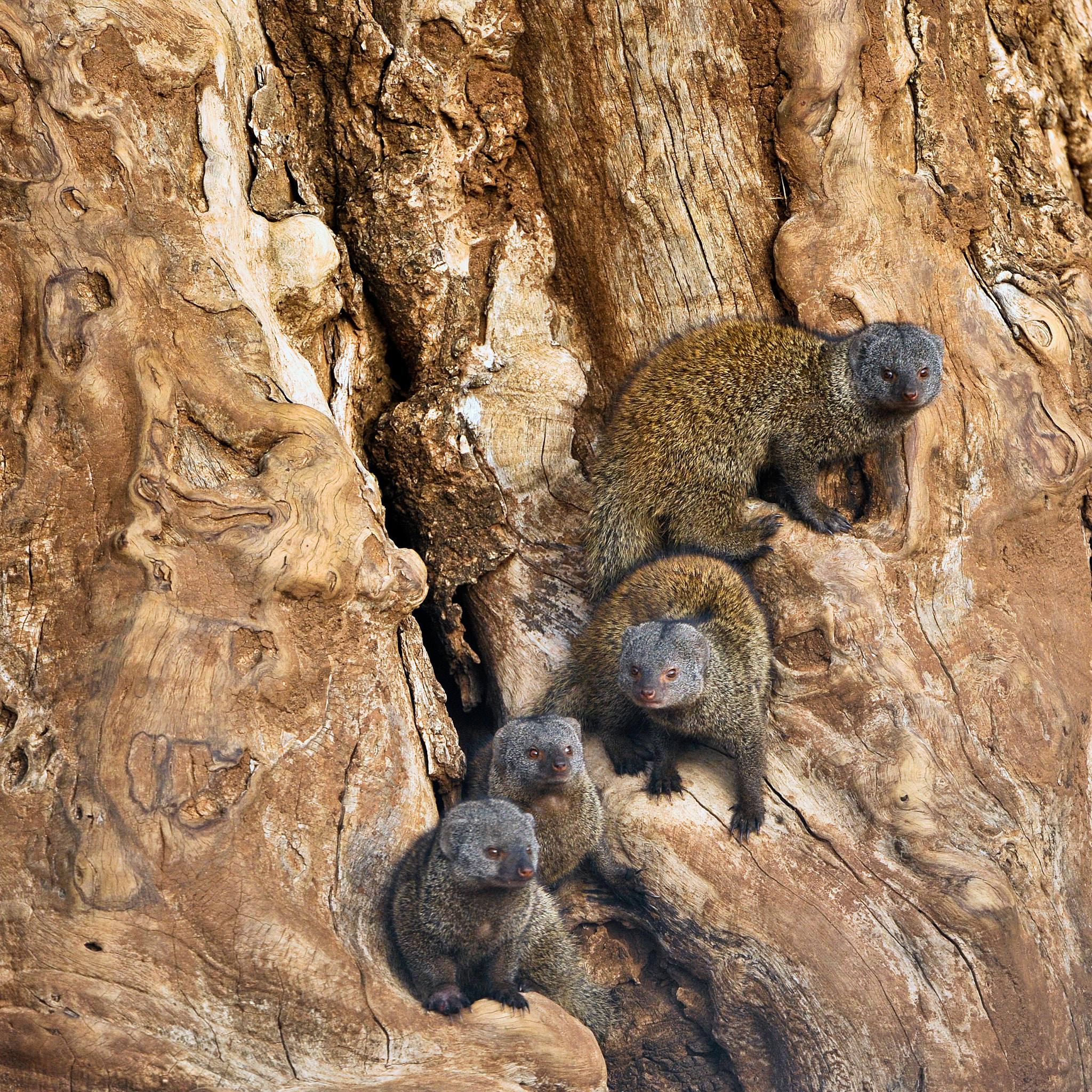 Nikon AF-S Nikkor 200-400mm F4G ED-IF VR sample photo. Samburu - helogale dwarf mongoose photography