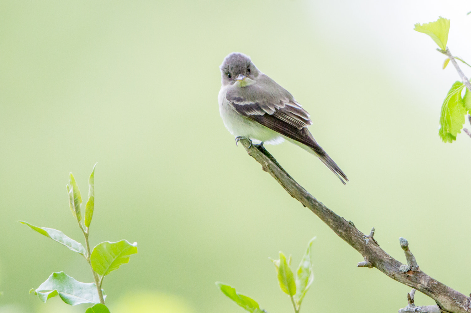 Canon EF 200-400mm F4L IS USM Extender 1.4x sample photo. Eastern wood-pewee photography