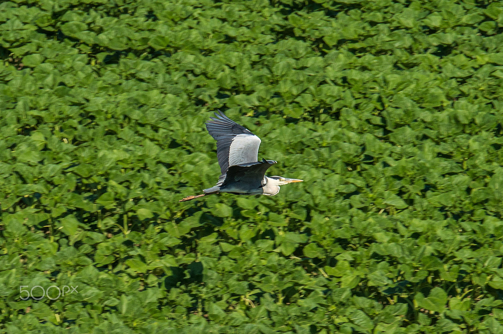 Nikon AF-S Nikkor 70-200mm F2.8G ED VR II sample photo. Flight photography