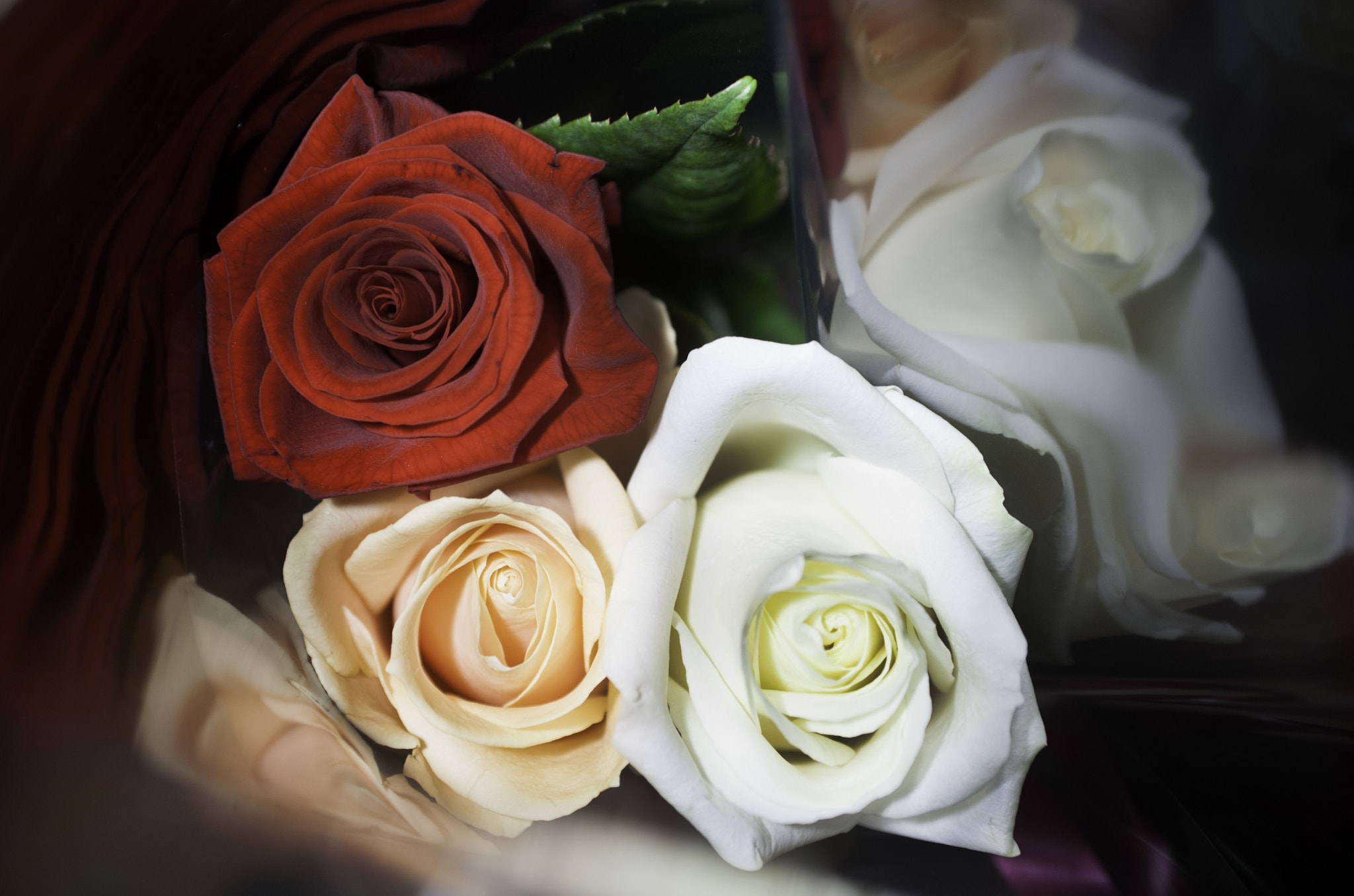 AF Zoom-Nikkor 35-70mm f/2.8D sample photo. Rose photography