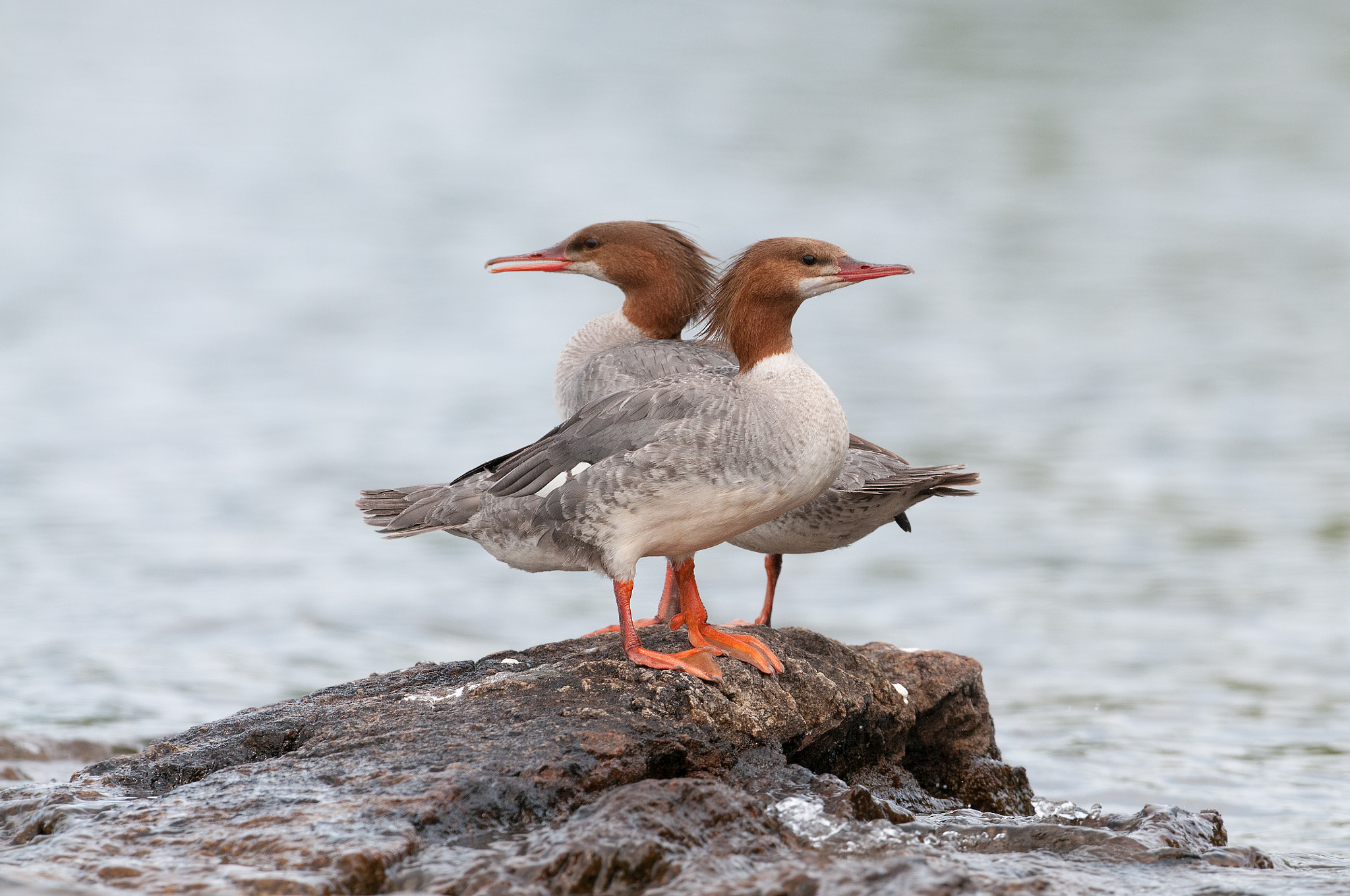 Nikon D300S + Nikon AF-S Nikkor 500mm F4G ED VR sample photo. Grand harle mergus merganser common merganser photography