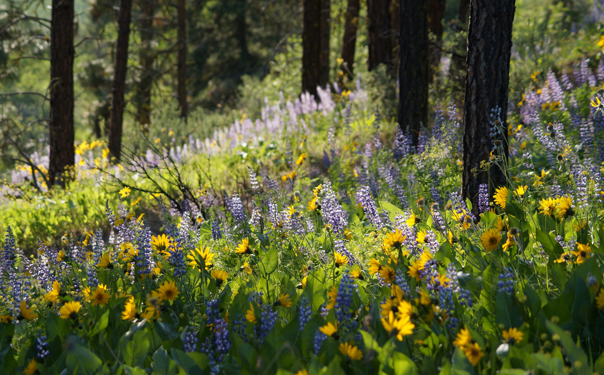 Sony SLT-A57 + Sony DT 55-200mm F4-5.6 SAM sample photo. The gift of spring photography