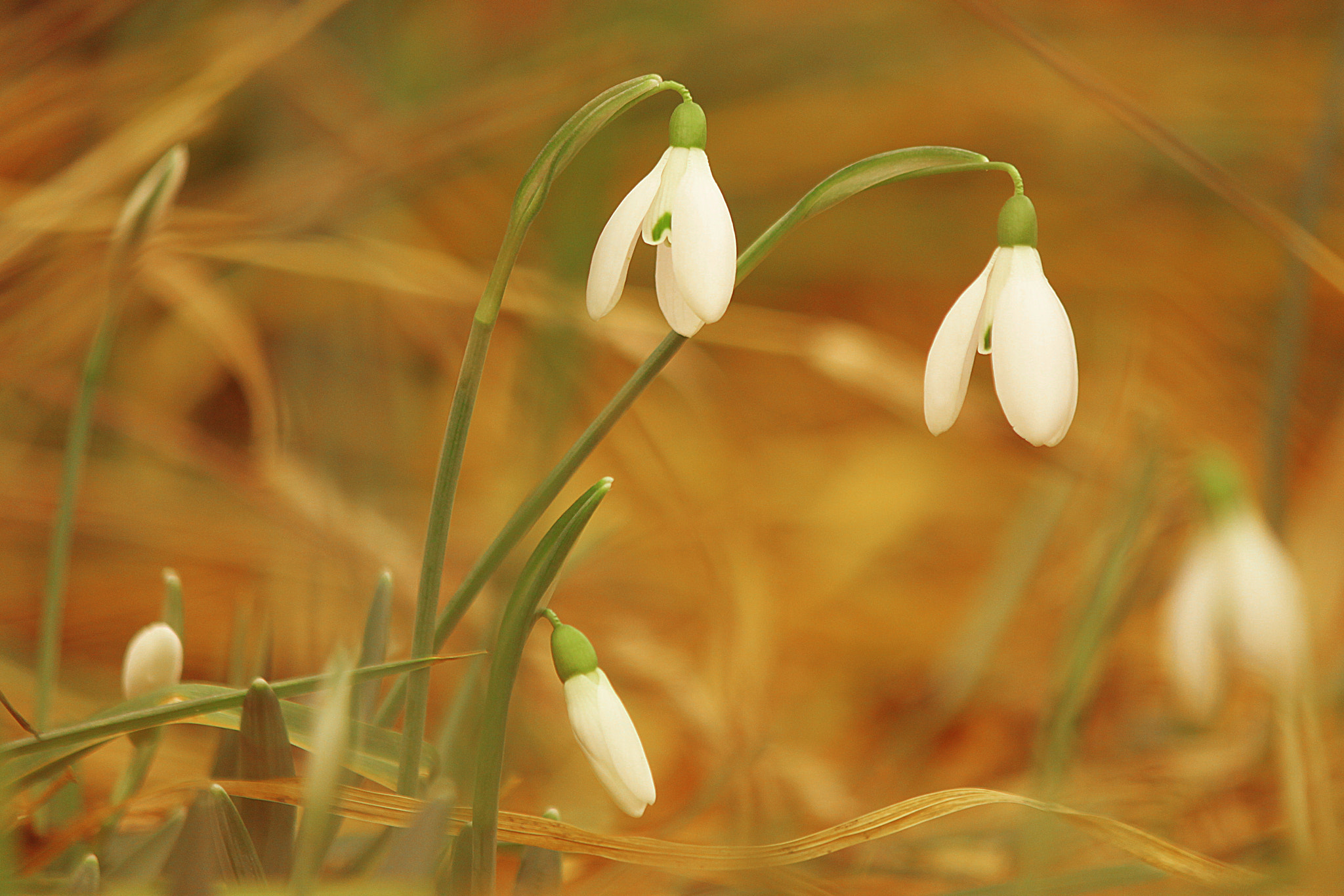 Canon EOS 500D (EOS Rebel T1i / EOS Kiss X3) sample photo. Whisper of spring photography