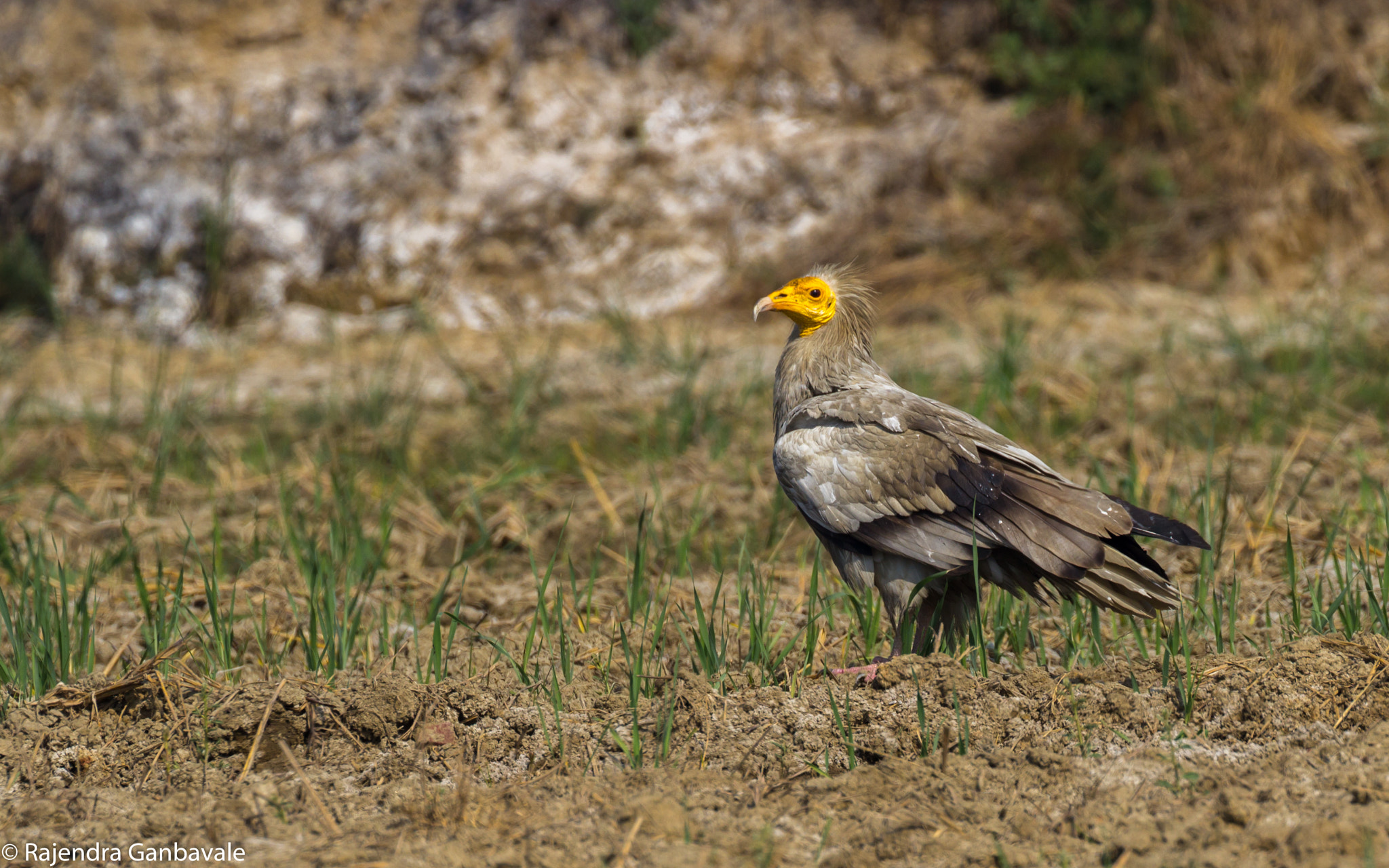 Canon EOS 1200D (EOS Rebel T5 / EOS Kiss X70 / EOS Hi) + Canon EF 100-400mm F4.5-5.6L IS II USM sample photo. Egyptian vulture photography
