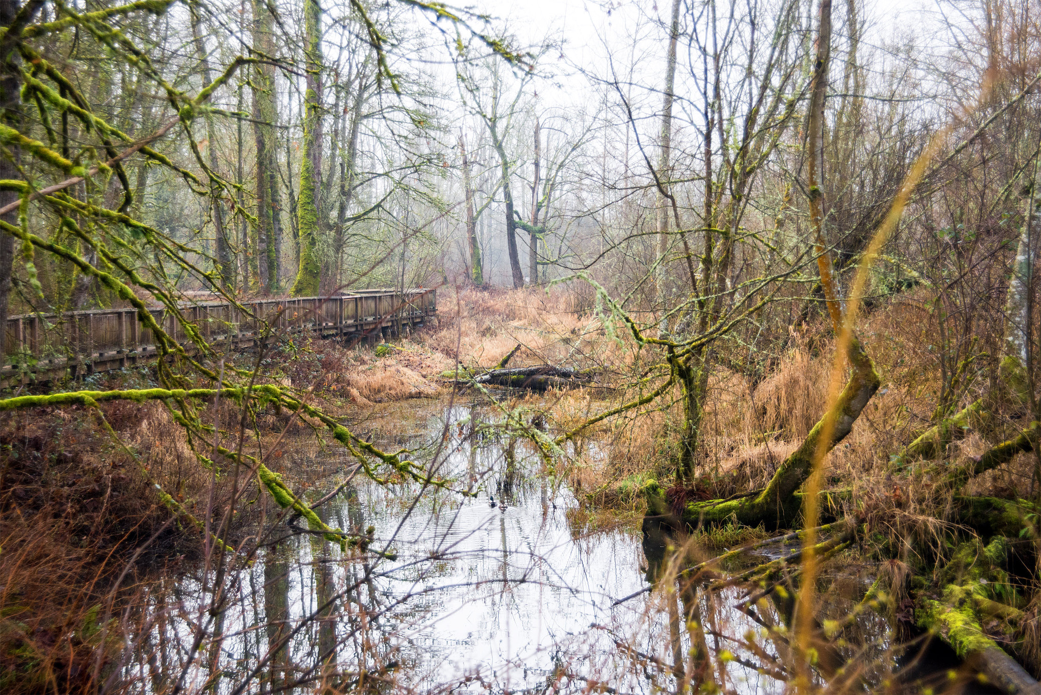 Nikon D600 sample photo. Nisqually refuge photography