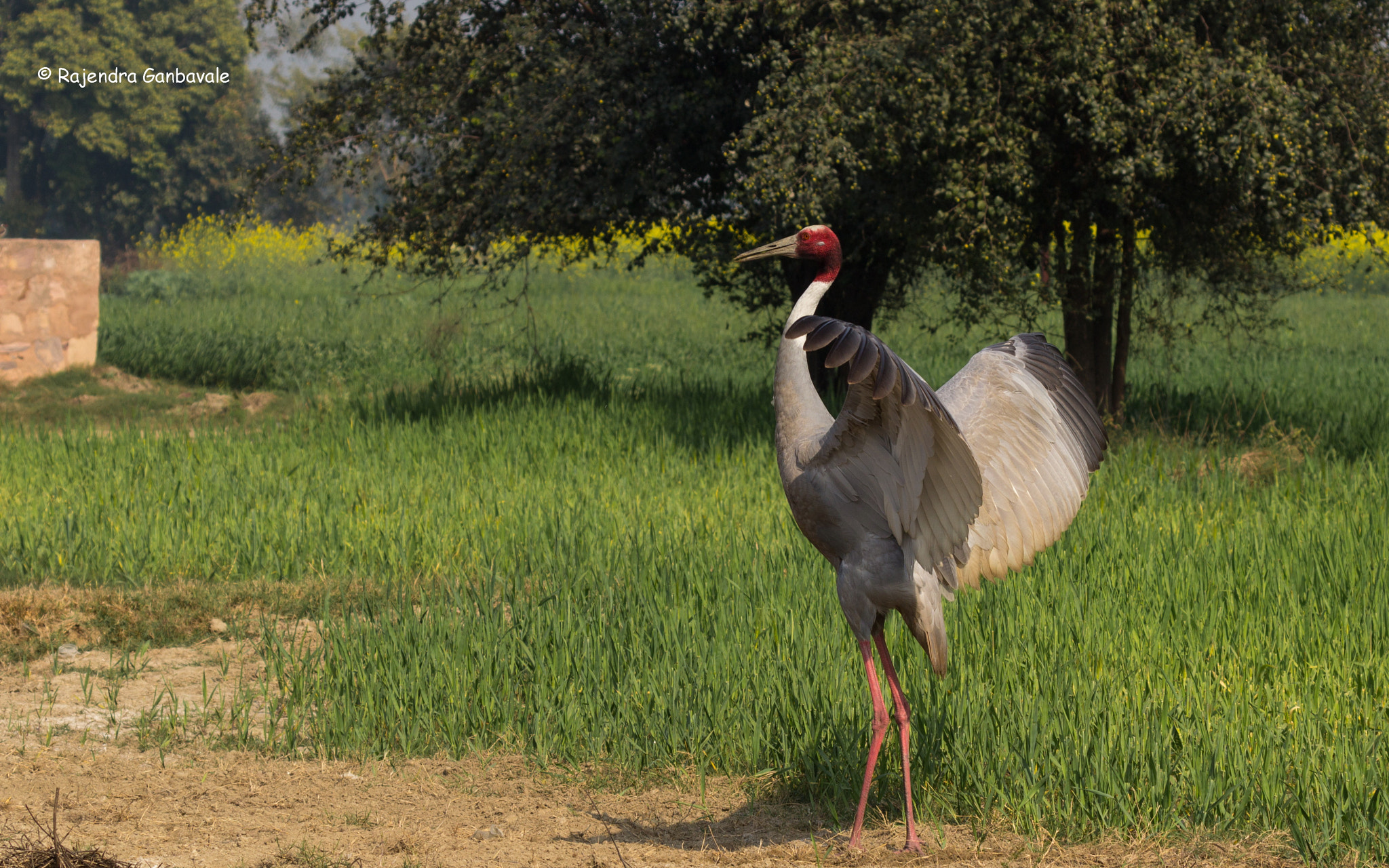 Canon EF 100-400mm F4.5-5.6L IS II USM sample photo. Sarus crane photography