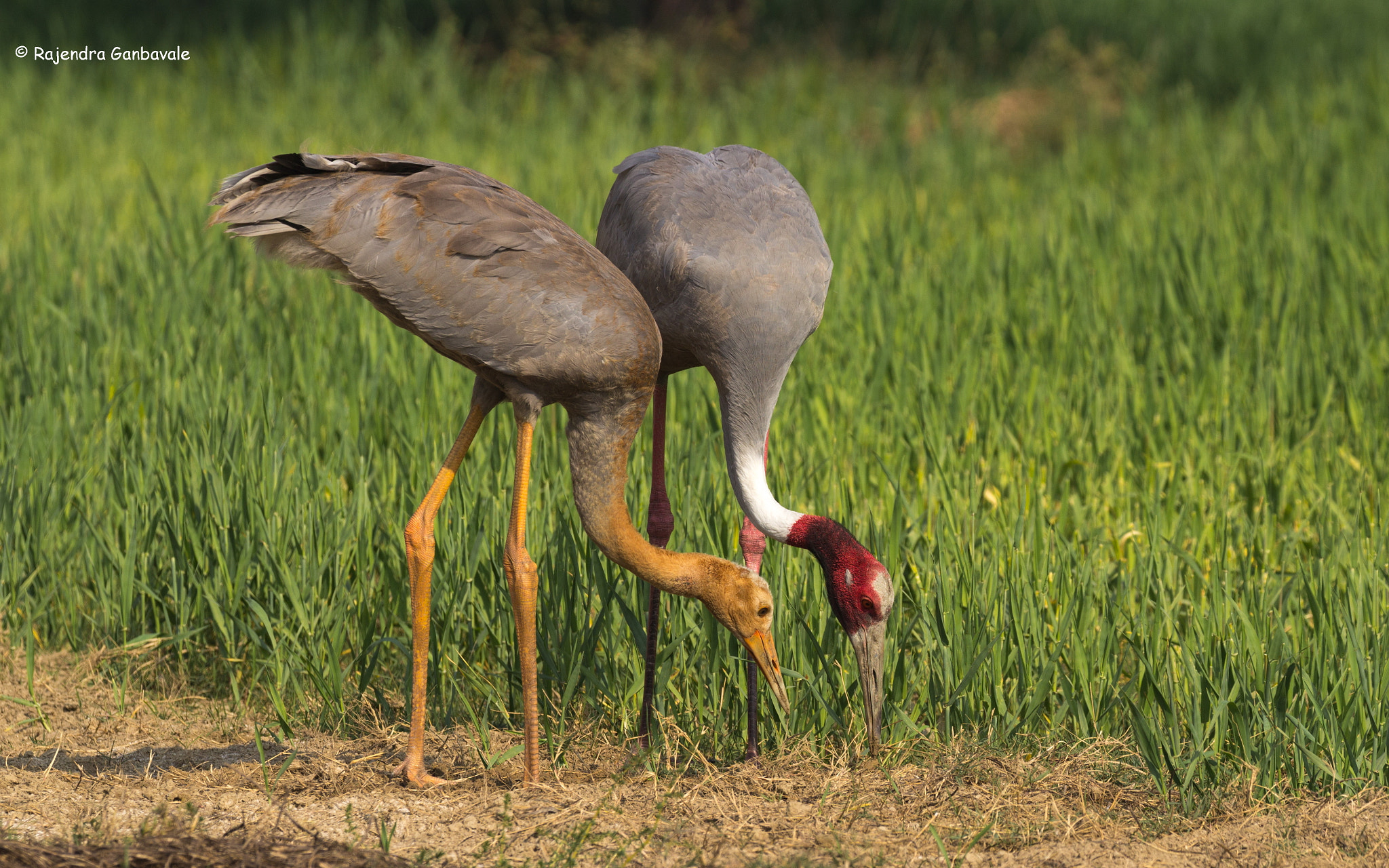 Canon EF 100-400mm F4.5-5.6L IS II USM sample photo. Sarus crane photography