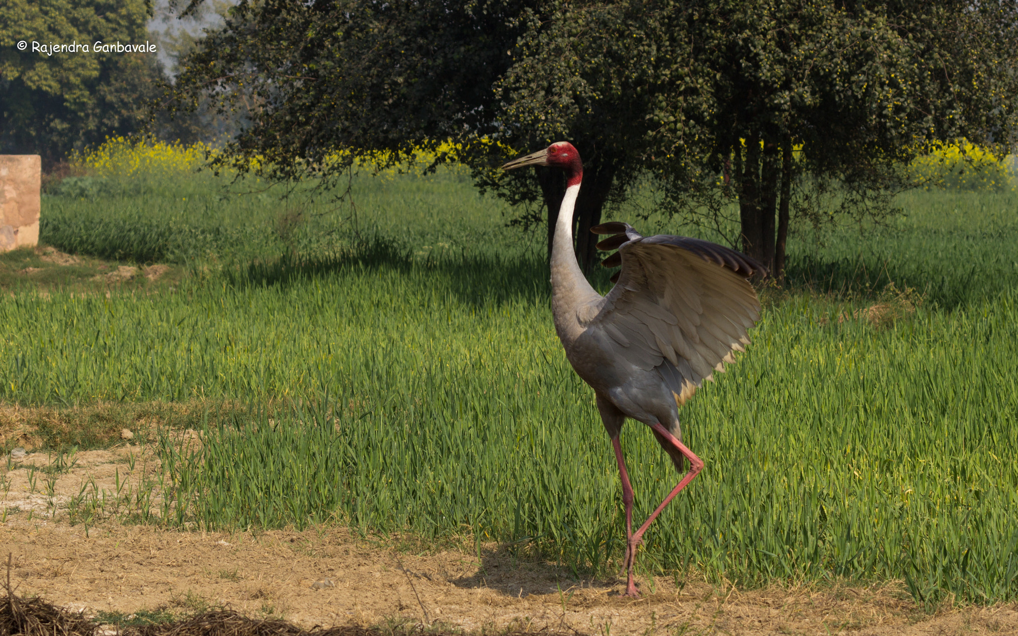 Canon EF 100-400mm F4.5-5.6L IS II USM sample photo. Sarus crane photography