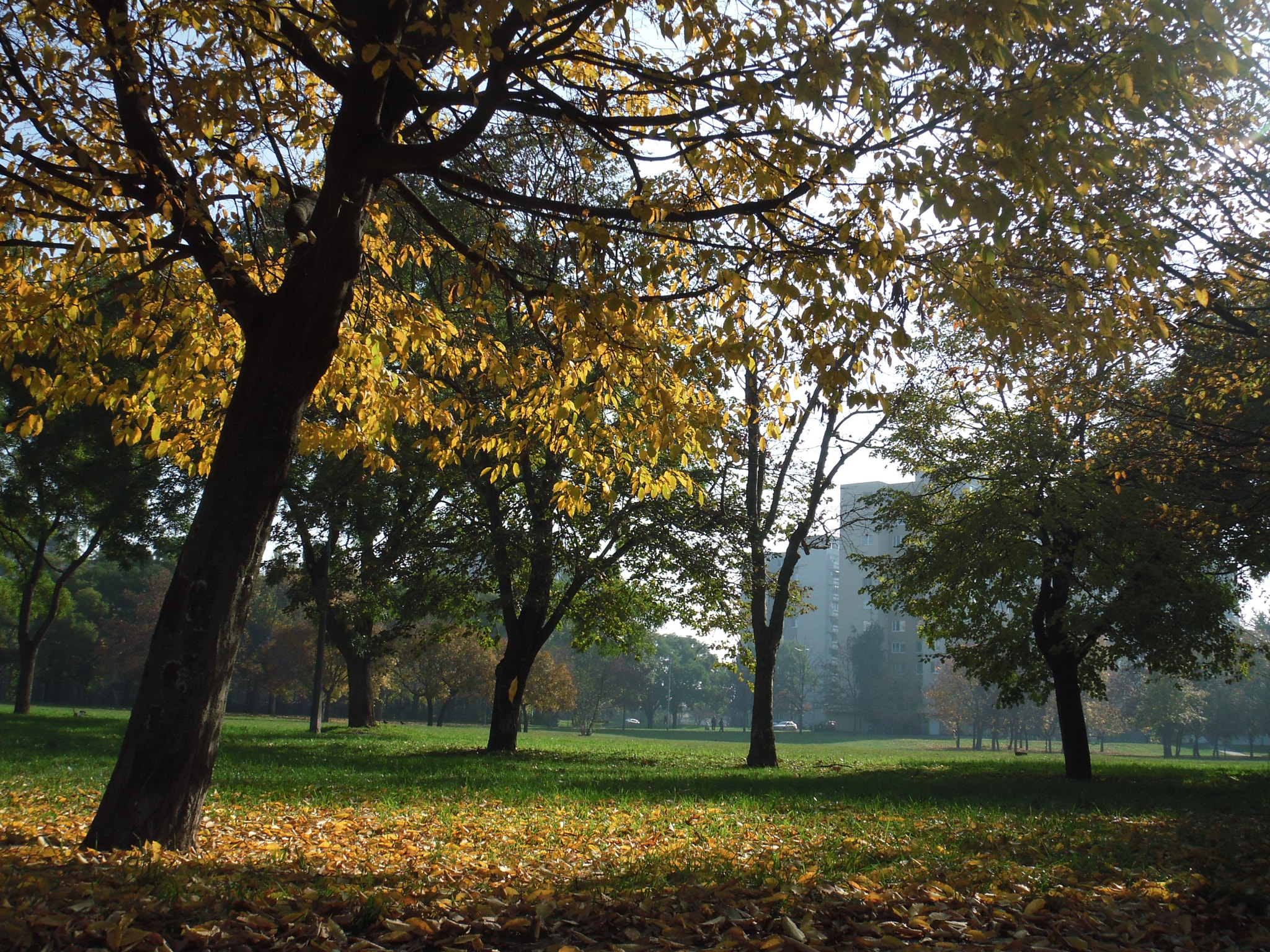 Fujifilm FinePix Z300 sample photo. Őszies park photography