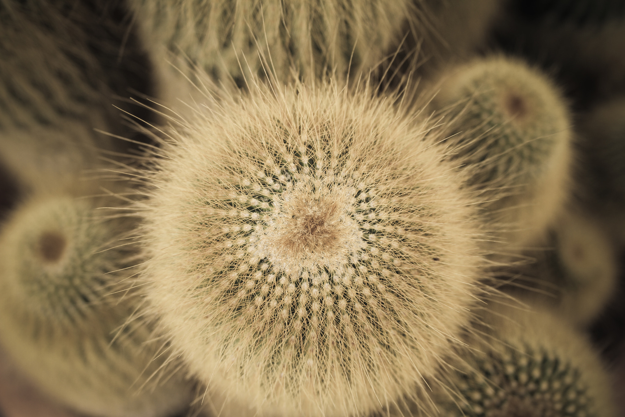 Canon EF-S 18-55mm F3.5-5.6 sample photo. Cactus photography