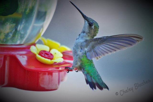 Canon EF 70-300mm F4-5.6 IS USM sample photo. Feeder love photography