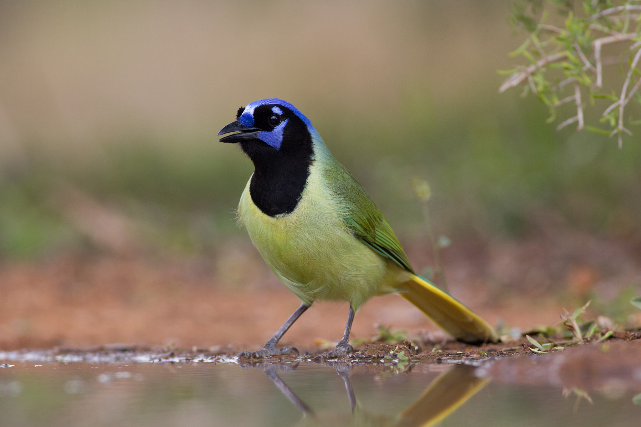 Canon EOS-1D Mark IV + Canon EF 400mm F5.6L USM sample photo. Green jay photography