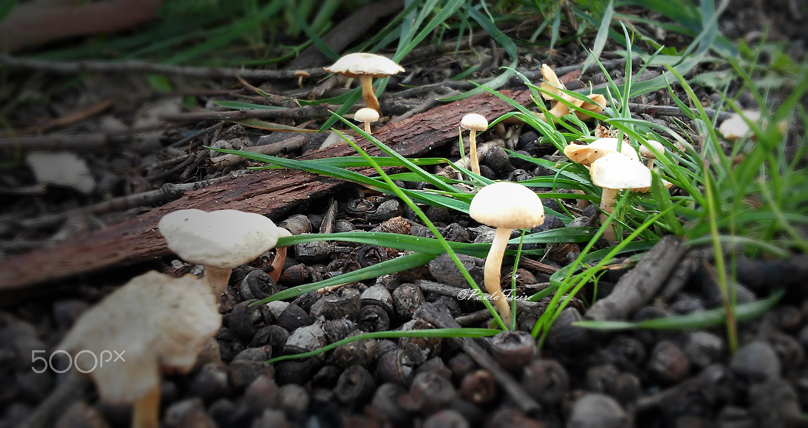 LG L Fino sample photo. Mushrooms photography
