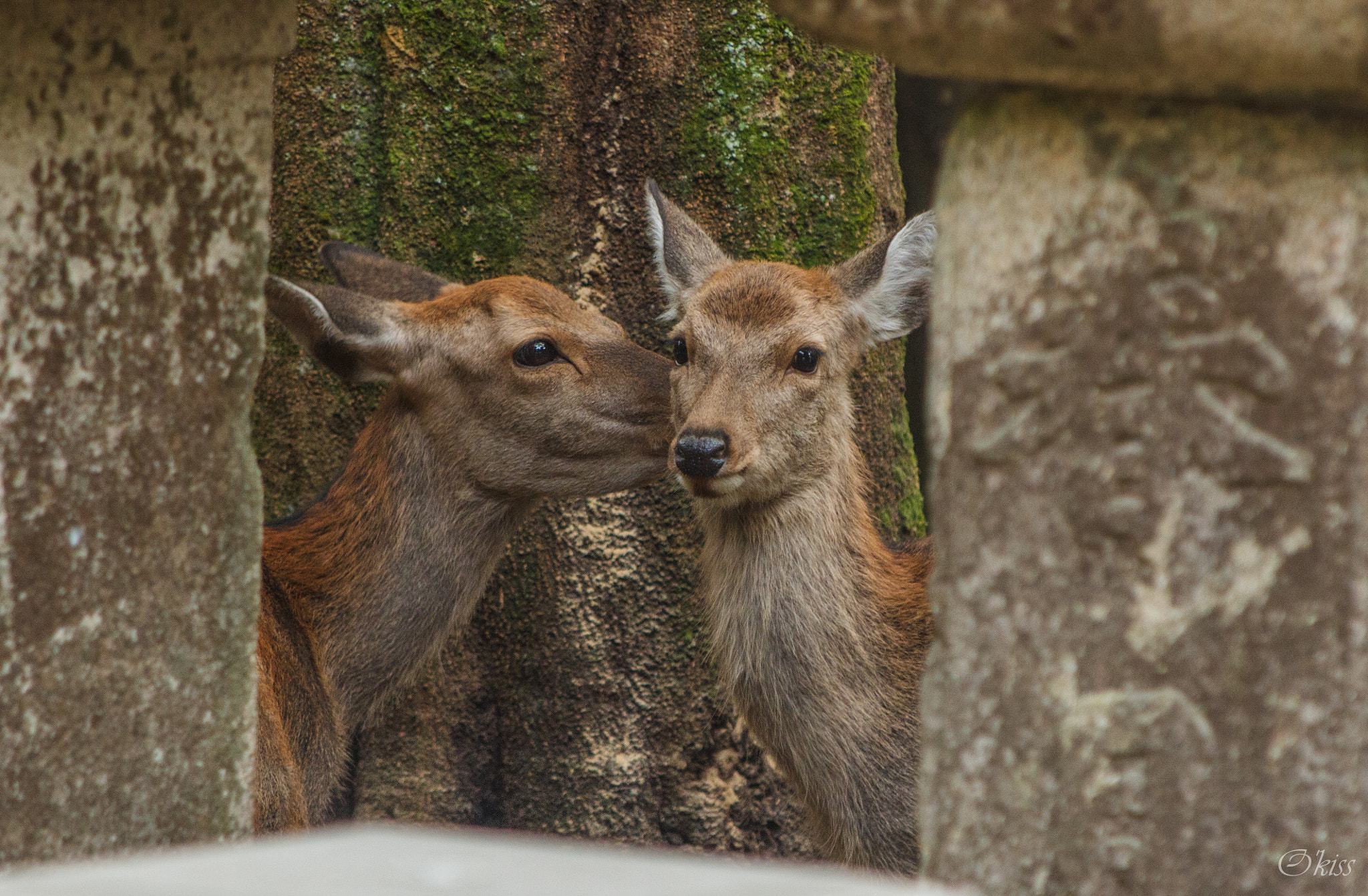 Canon EF 28-105mm f/3.5-4.5 USM sample photo. Whisper photography