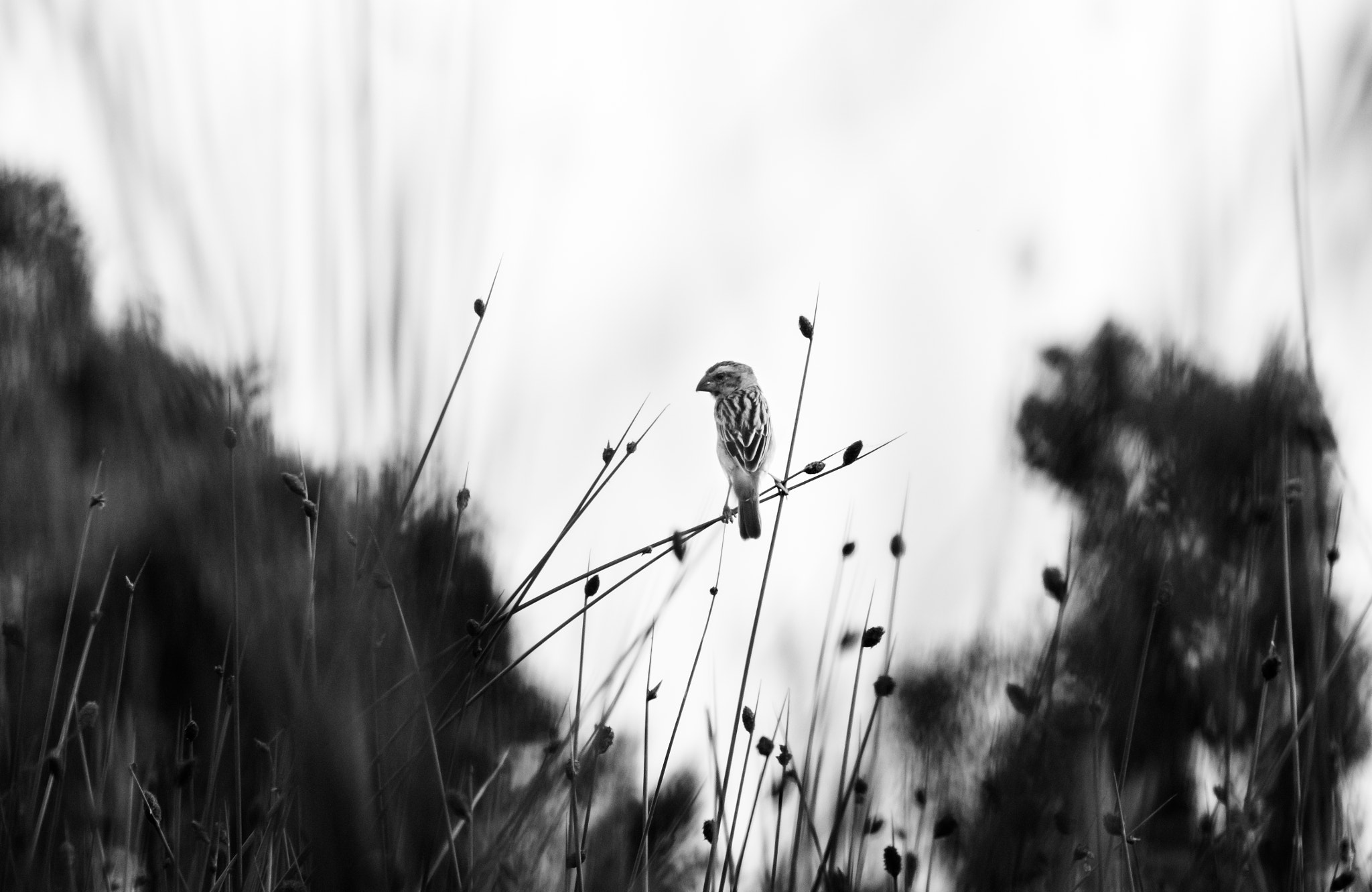 Pentax K-5 + smc PENTAX-FA 135mm F2.8 [IF] sample photo. Bird in black photography