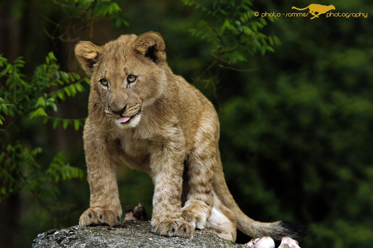 Canon EF 300mm F2.8L IS USM sample photo. Who is the greatest? photography
