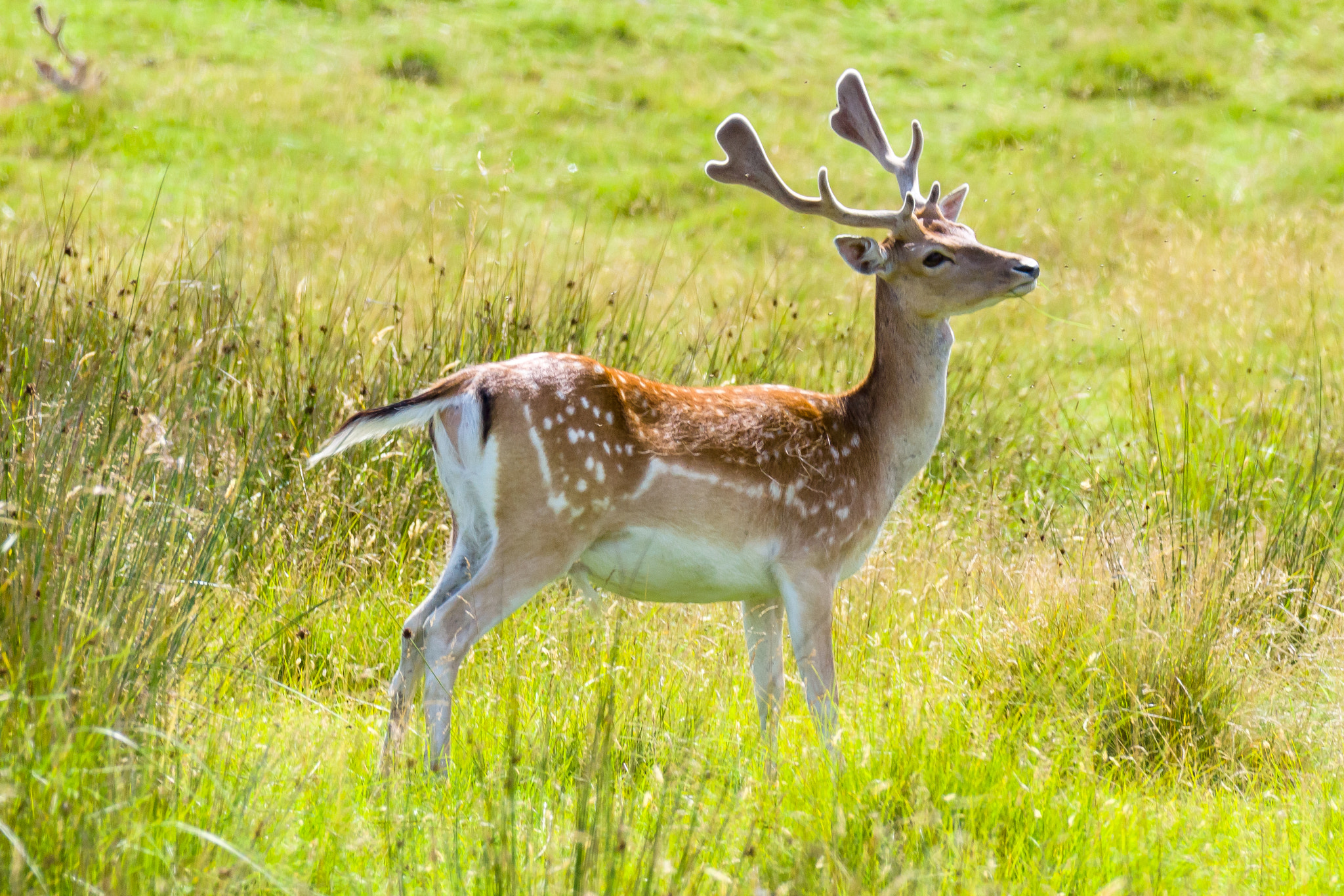 Sony 70-300mm F4.5-5.6 G SSM sample photo. Alert deer photography
