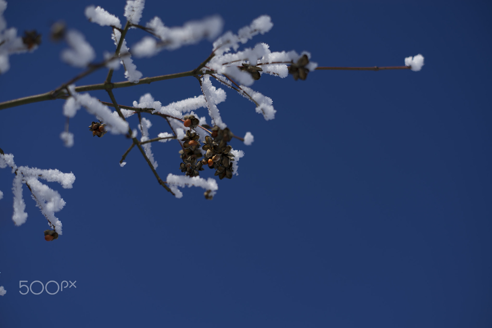 E 50mm F0 sample photo. A crystalline twigs photography