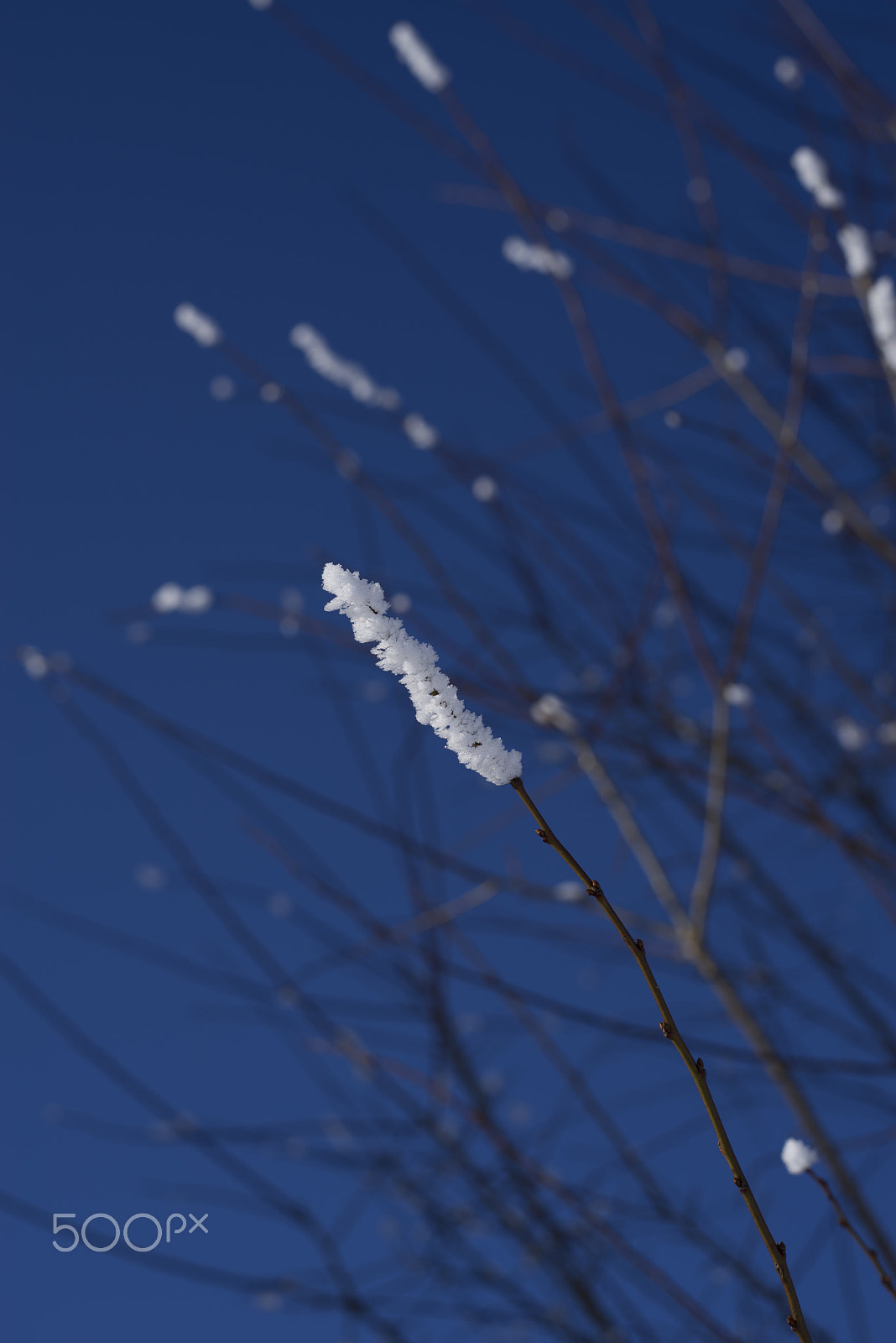 Sony a7R + E 50mm F0 sample photo. A crystalline twigs photography