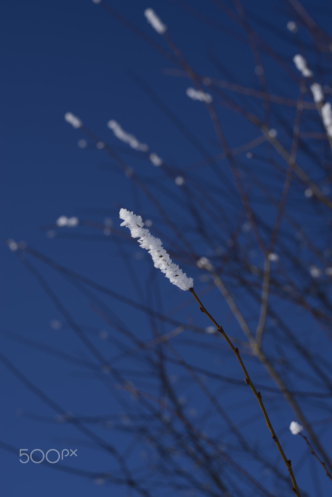 E 50mm F0 sample photo. A crystalline twigs photography