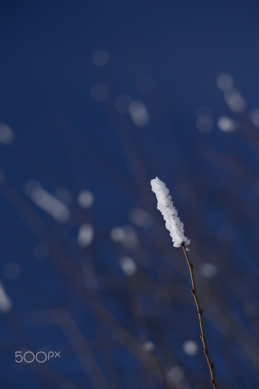 Sony a7R + E 50mm F0 sample photo. A crystalline twigs photography