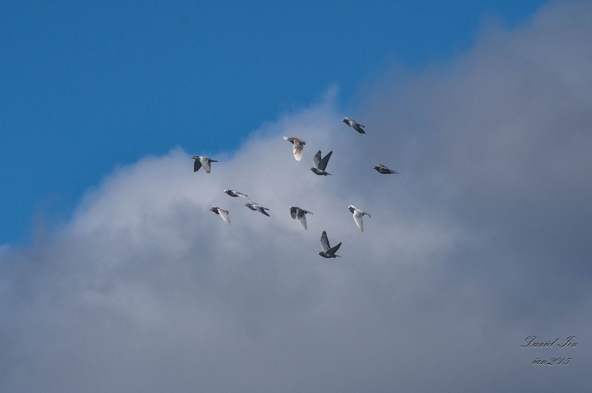 smc PENTAX-F 100-300mm F4.5-5.6 sample photo. Porumbelul (columba livia) photography