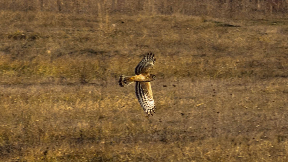 smc PENTAX-FA 70-200mm F4-5.6 sample photo. Erete vanat(circus cyaneus) familia accipitridae () photography