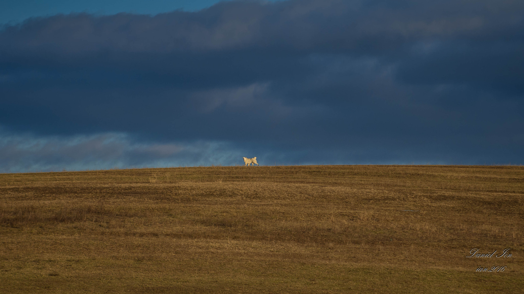 smc PENTAX-FA 70-200mm F4-5.6 sample photo. Dog photography