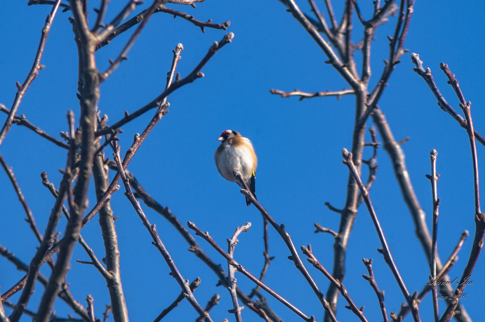 smc PENTAX-F 100-300mm F4.5-5.6 sample photo. Sticletele (carduelis carduelis) familia fringillidae photography