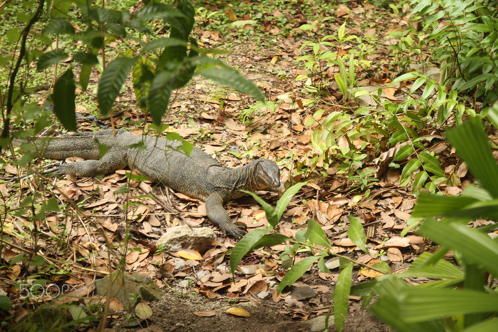 Canon 17-50mm sample photo. Crouching lizard photography