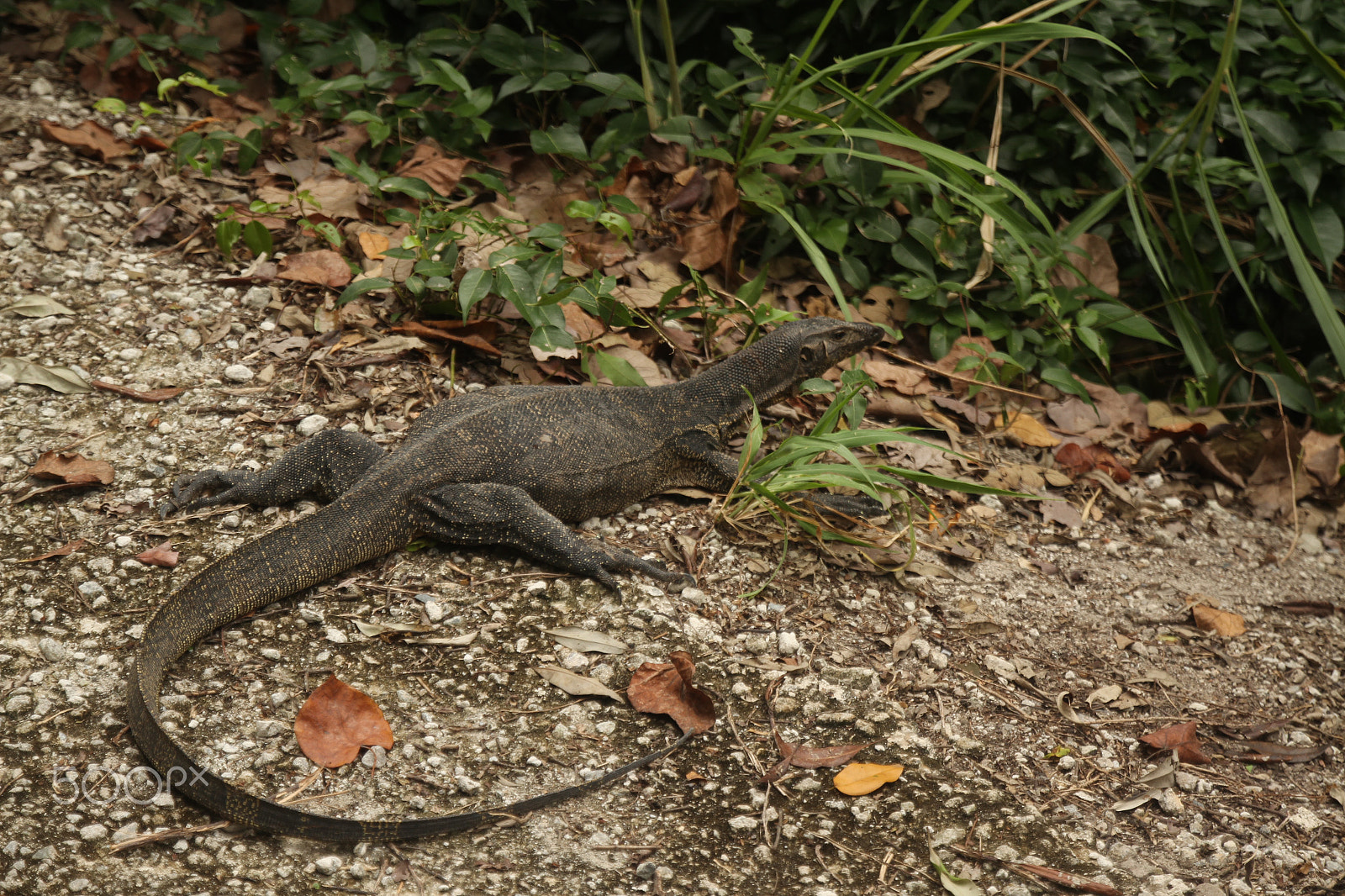 Canon 17-50mm sample photo. Crawling lizard photography
