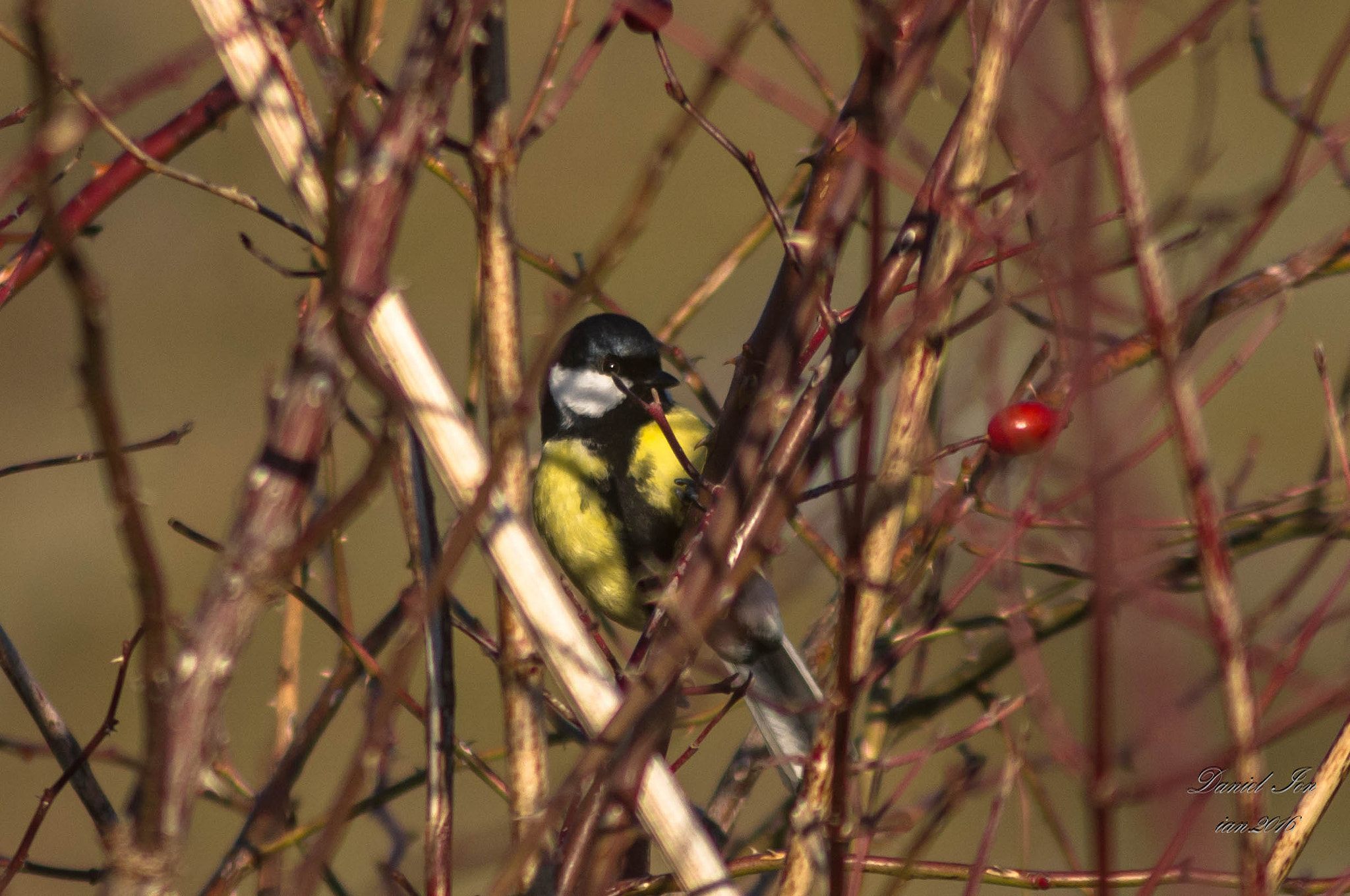 smc PENTAX-F 100-300mm F4.5-5.6 sample photo. Pitigoiul mare ( parus major )ordinul passeriformes familia paridae photography