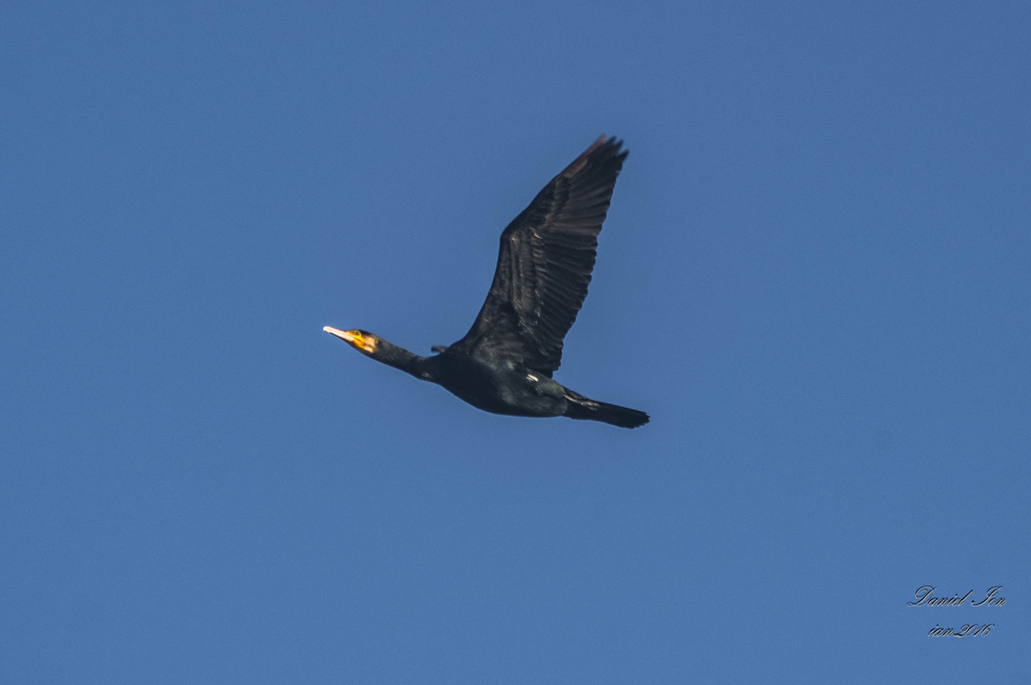 smc PENTAX-F 100-300mm F4.5-5.6 sample photo. Cormoranul mare ( phalacrocorax carbo ) order pelecaniformes family phalacrocoracidae () photography