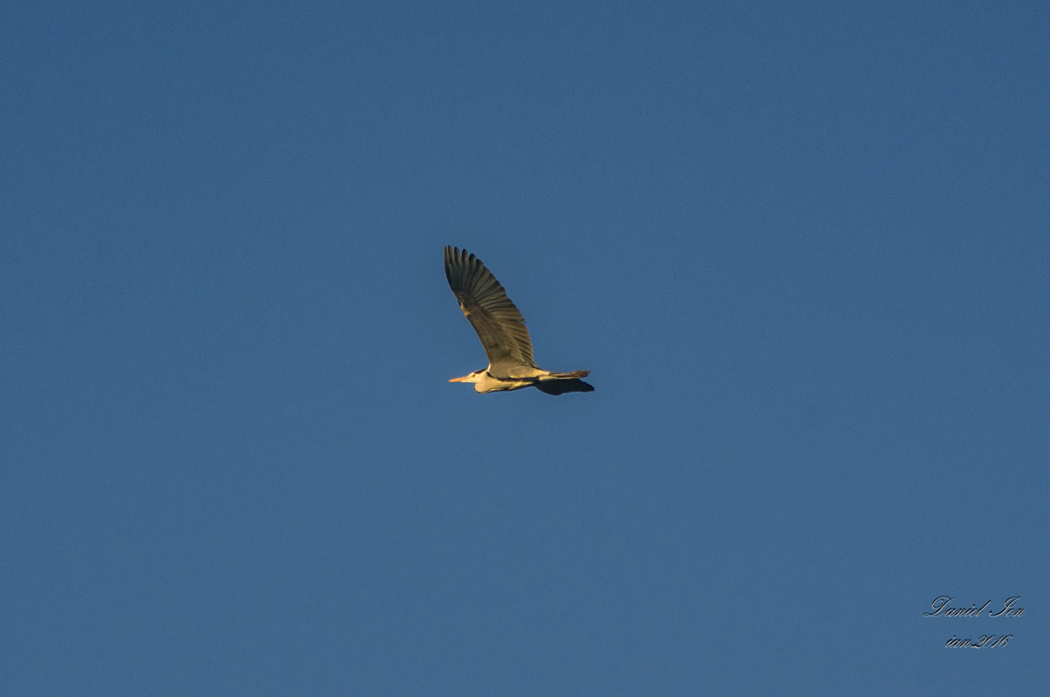 smc PENTAX-F 100-300mm F4.5-5.6 sample photo. Starcul cenusiu ( ardea cinerea )ordinul ciconiiformes familia ardeidae photography