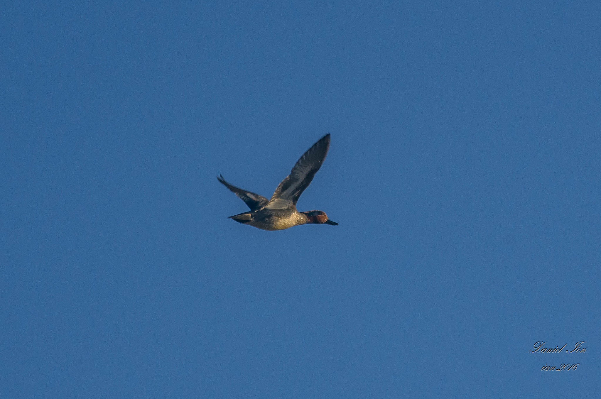 smc PENTAX-F 100-300mm F4.5-5.6 sample photo. Rata mica ( anas creca ) ordinul anseriformes familia anatidae photography