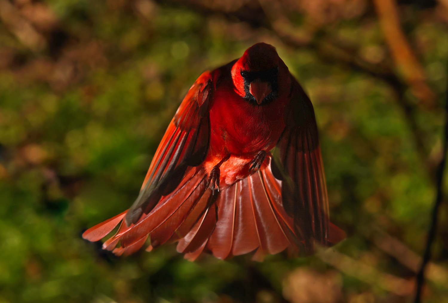 Sony a7R II + 70-200mm F2.8 G SSM OSS II sample photo. One angry bird! photography