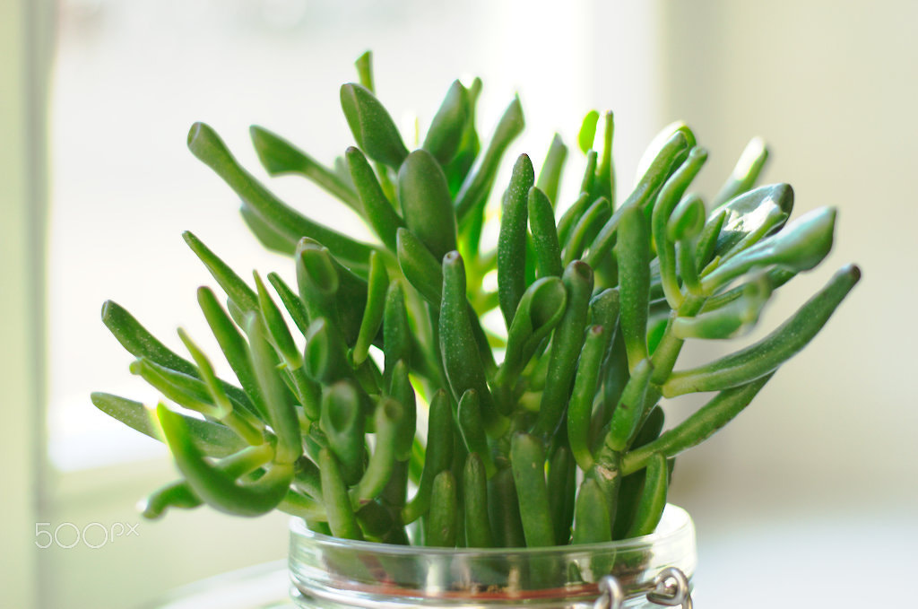 50.0mm F1.8 sample photo. Hobbit plant photography