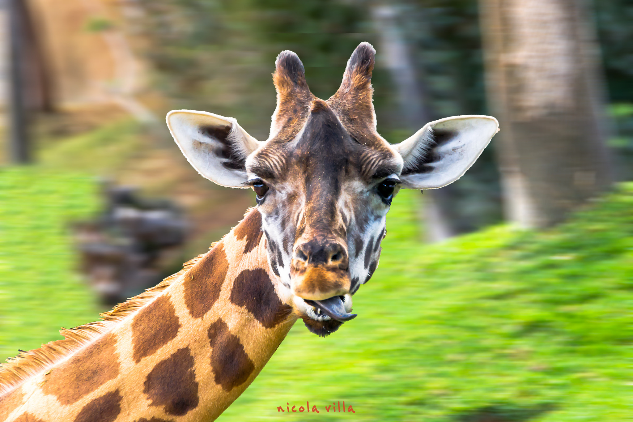 Sigma 18-250mm F3.5-6.3 DC OS HSM sample photo. Sassy giraffe photography