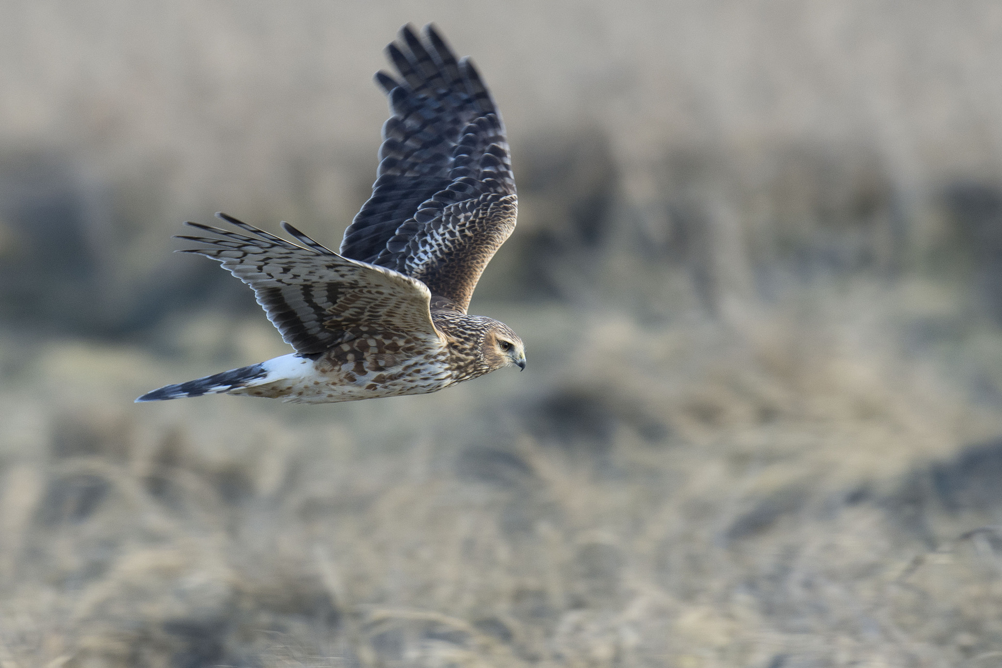 Nikon D7200 + Nikon AF-S Nikkor 500mm F4G ED VR sample photo. Northern harrier photography