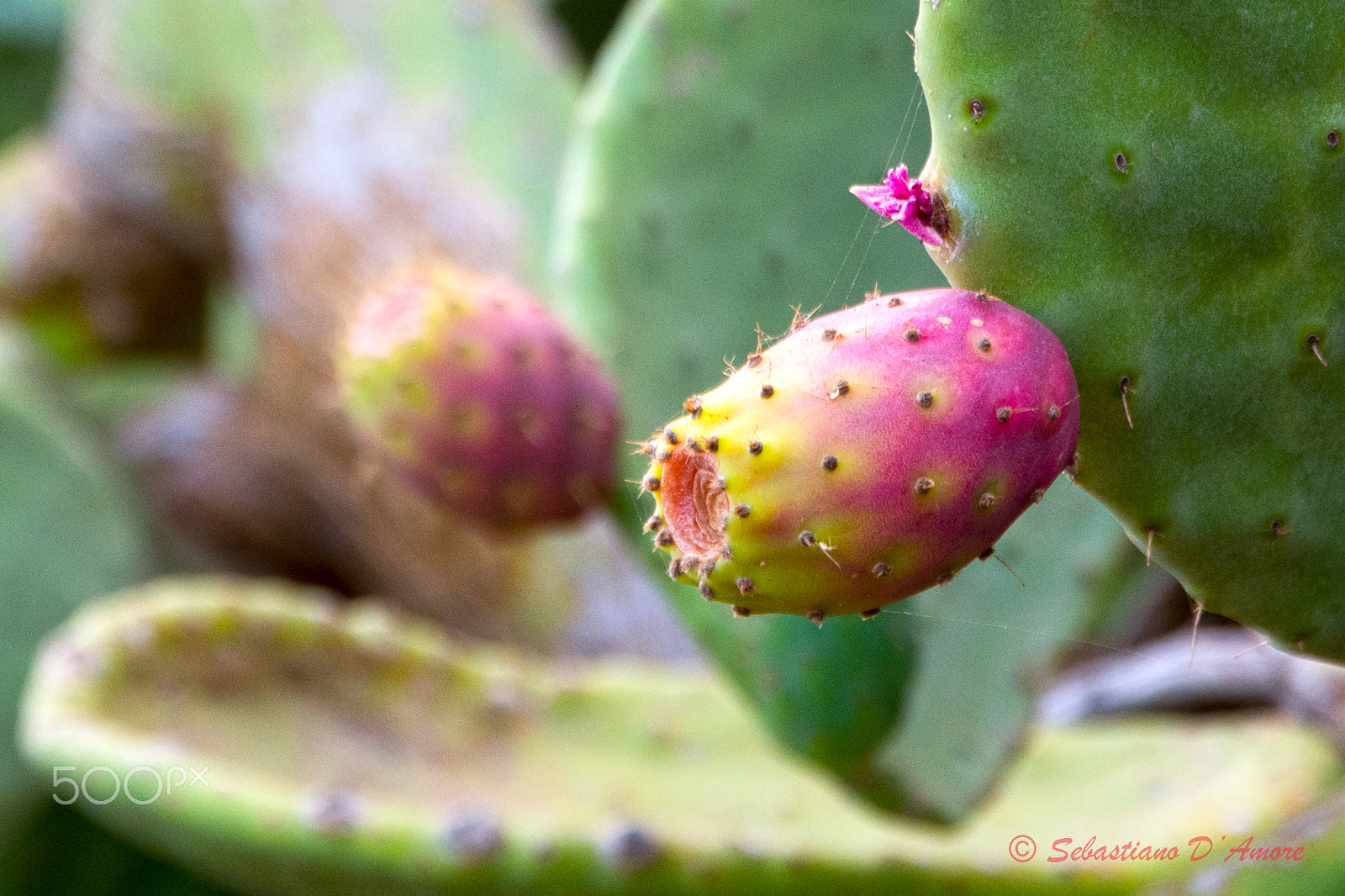 Nikon D7200 + Sigma 17-70mm F2.8-4 DC Macro OS HSM | C sample photo. Fichi d'india photography