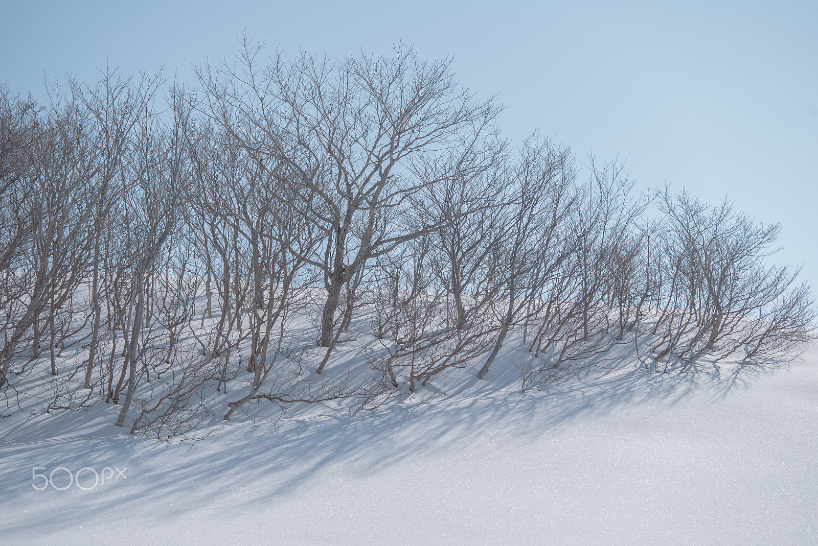 Sony 70-300mm F4.5-5.6 G SSM sample photo. Winter forest photography