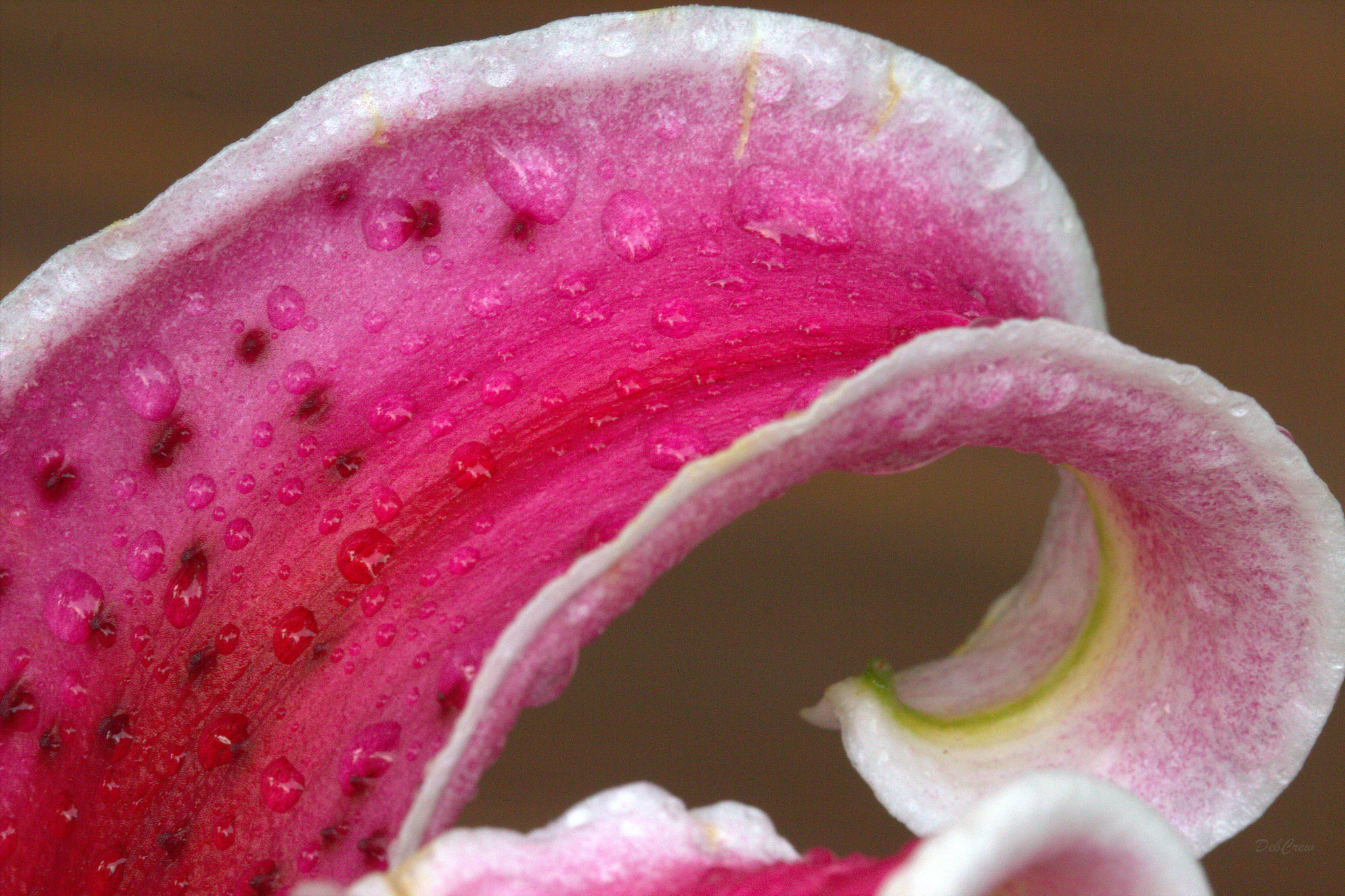 Canon EF 100mm F2.8L Macro IS USM sample photo. Elegant curl photography