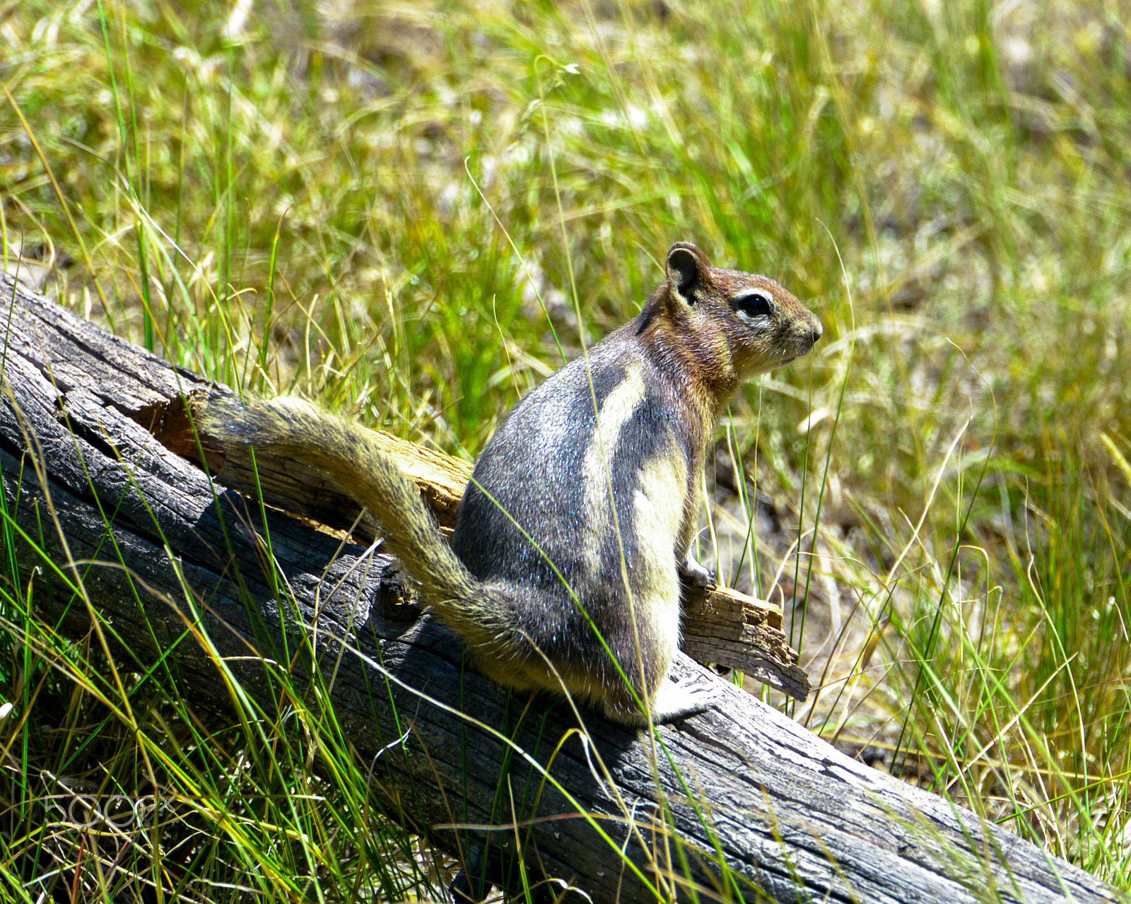 Panasonic Lumix DMC-GH1 sample photo. Squirrel photography